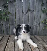 Merlin, a male Australian Shepherd for sale in Indianapolis, IN – 1 of 5