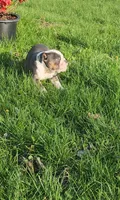 Muffin, a female English Bulldog for sale in Indianapolis, IN – 2 of 8