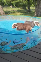 Cocoa, a female English Bulldog for sale in Indianapolis, IN – 8 of 10