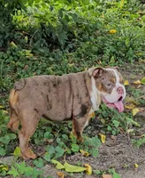 Maribell, a female English Bulldog for sale in Indianapolis, IN – 9 of 9