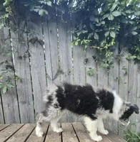 Merlin, a male Australian Shepherd for sale in Indianapolis, IN – 2 of 5