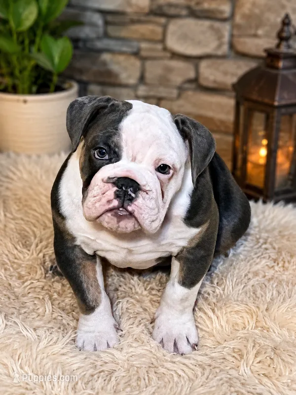 Lola – English Bulldog puppy for sale in Indianapolis, IN