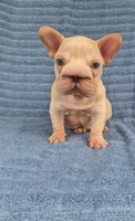 Vito, a male French Bulldog for sale in Indianapolis, IN – 2 of 8