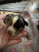 Hero, a male Sheepadoodle and Pomsky for sale in Allenstown, NH – 6 of 8