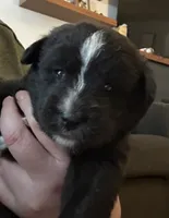 Liberty, a female Sheepadoodle and Pomsky for sale in Allenstown, NH – 2 of 8