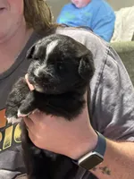 Liberty, a female Sheepadoodle and Pomsky for sale in Allenstown, NH – 3 of 8
