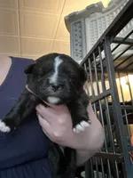 Liberty, a female Sheepadoodle and Pomsky for sale in Allenstown, NH – 6 of 8
