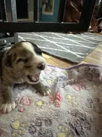 Hero, a male Sheepadoodle and Pomsky for sale in Allenstown, NH – 4 of 8