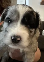 Hero, a male Sheepadoodle and Pomsky for sale in Allenstown, NH – 1 of 8