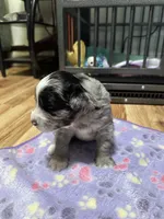 Hero, a male Sheepadoodle and Pomsky for sale in Allenstown, NH – 5 of 8