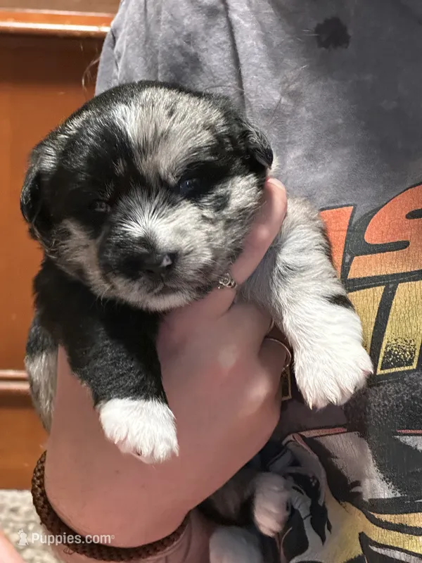 Rebel – Sheepadoodle, Pomsky puppy for sale in Allenstown, NH
