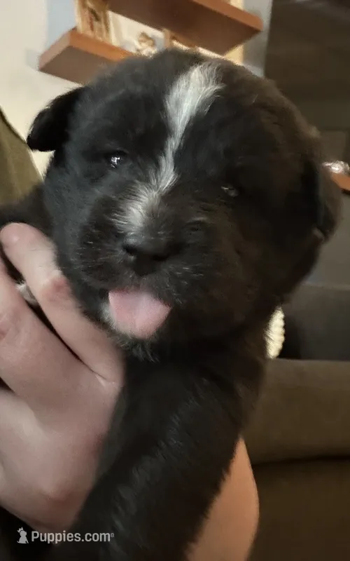 Liberty – Sheepadoodle, Pomsky puppy for sale in Allenstown, NH
