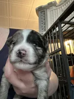 Hero, a male Sheepadoodle and Pomsky for sale in Allenstown, NH – 7 of 8