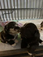 Liberty, a female Sheepadoodle and Pomsky for sale in Allenstown, NH – 8 of 8