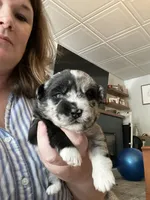 Rebel, a male Sheepadoodle and Pomsky for sale in Allenstown, NH – 1 of 5