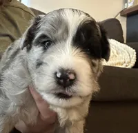 Hero, a male Sheepadoodle and Pomsky for sale in Allenstown, NH – 2 of 8