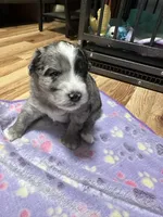 Hero, a male Sheepadoodle and Pomsky for sale in Allenstown, NH – 8 of 8