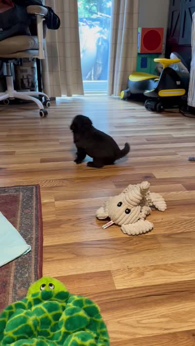 Liberty, a female Sheepadoodle and Pomsky for sale in Allenstown, NH – 9 of 9