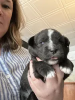 Liberty, a female Sheepadoodle and Pomsky for sale in Allenstown, NH – 5 of 8