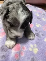 Hero, a male Sheepadoodle and Pomsky for sale in Allenstown, NH – 3 of 8