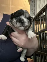 Rebel, a male Sheepadoodle and Pomsky for sale in Allenstown, NH – 2 of 5