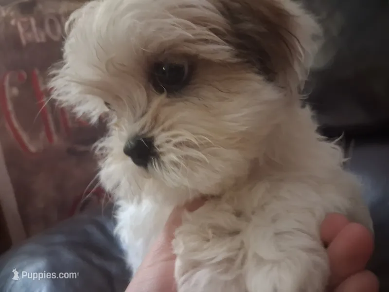 Button – Shihpoo, Shih Tzu puppy for sale in Chicago, IL