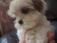 Button, a female Shihpoo and Shih Tzu for sale in Chicago, IL – 1 of 3