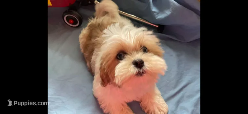 Cuddles – Shihpoo, Shih Tzu puppy for sale in Chicago, IL