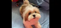 Cuddles, a female Shihpoo and Shih Tzu for sale in Chicago, IL – 3 of 5