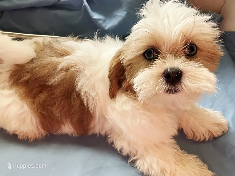 Cuddles – Shihpoo, Shih Tzu puppy for sale in Chicago, IL