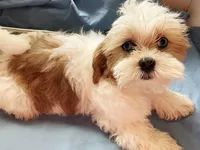 Cuddles, a female Shihpoo and Shih Tzu for sale in Chicago, IL – 1 of 5