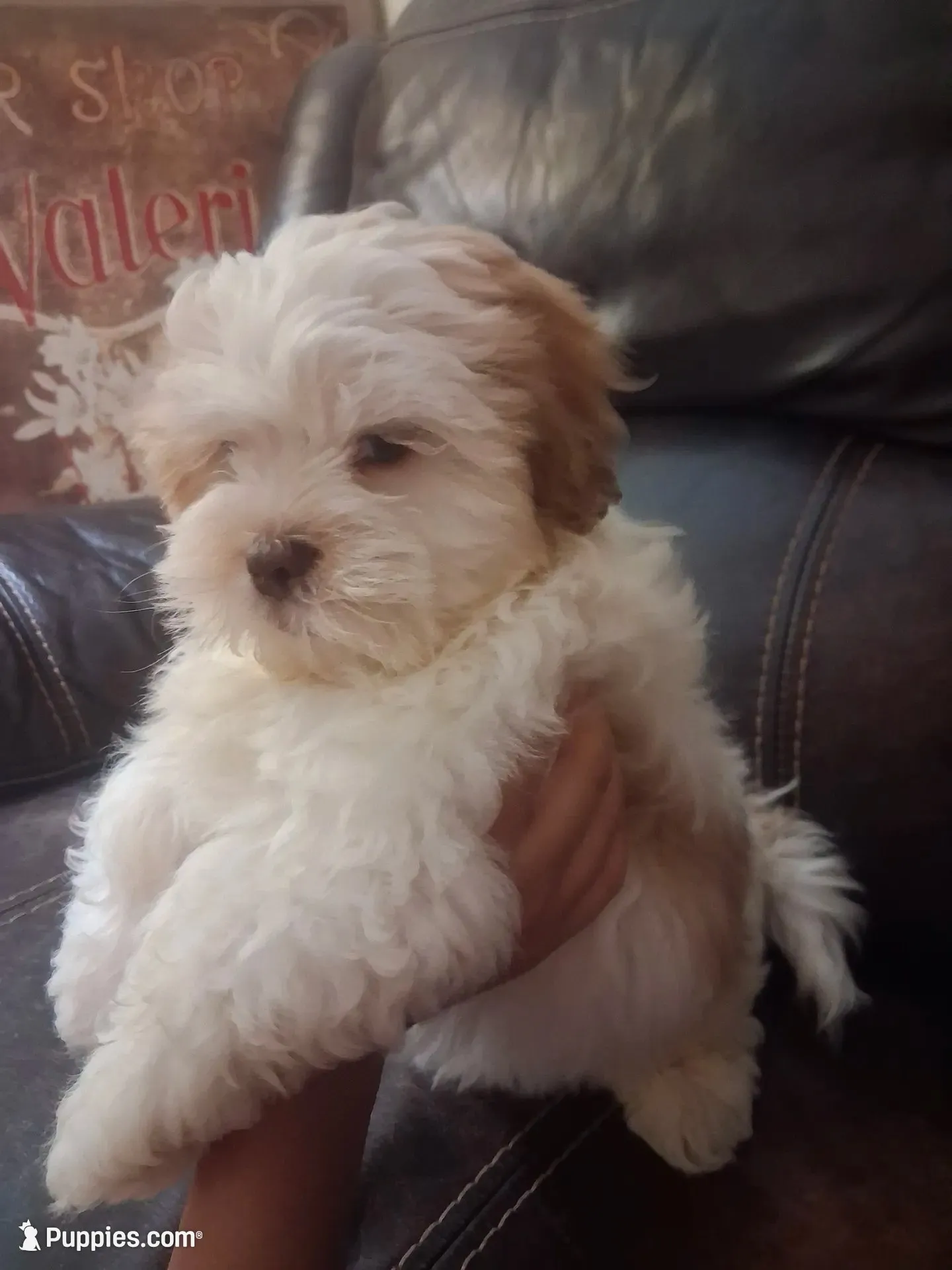 Teddy, a male Shihpoo and Shih Tzu for sale in Chicago, IL – 4 of 4