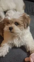 Cuddles, a female Shihpoo and Shih Tzu for sale in Chicago, IL – 4 of 5