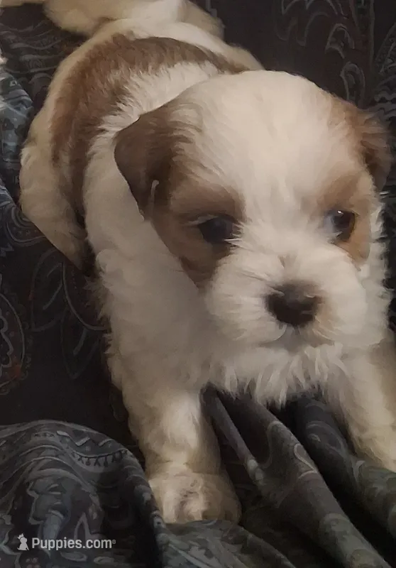 Cuddles – Shihpoo, Shih Tzu puppy for sale in Chicago, IL