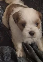 Cuddles, a female Shihpoo and Shih Tzu for sale in Chicago, IL – 1 of 2