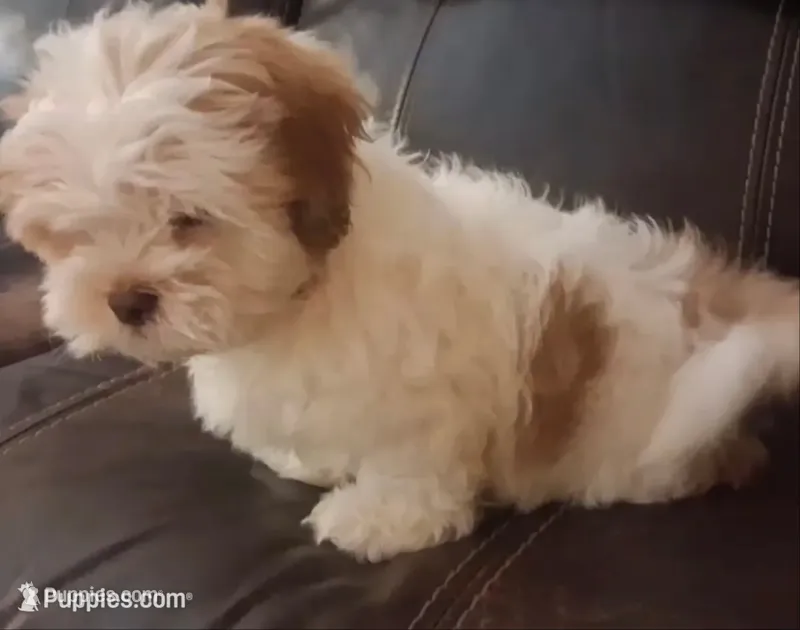 Teddy – Shihpoo, Shih Tzu puppy for sale in Chicago, IL