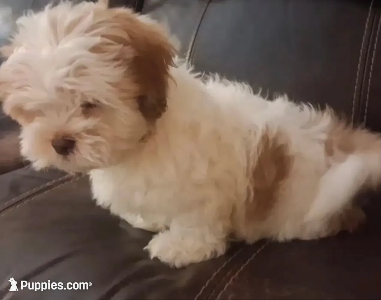 Teddy, a male Shihpoo and Shih Tzu for sale in Chicago, IL – 3 of 4