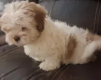 Teddy, a male Shihpoo and Shih Tzu for sale in Chicago, IL – 4 of 4