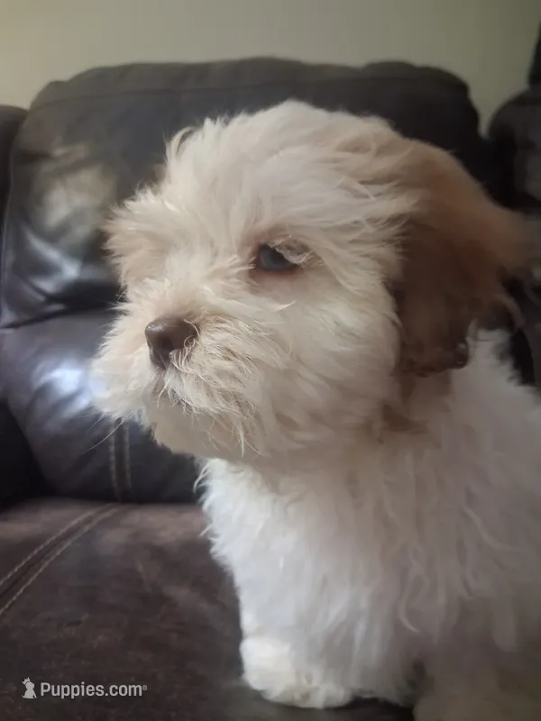 Teddy – Shihpoo, Shih Tzu puppy for sale in Chicago, IL
