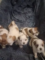 Cuddles, a female Shihpoo and Shih Tzu for sale in Chicago, IL – 2 of 2