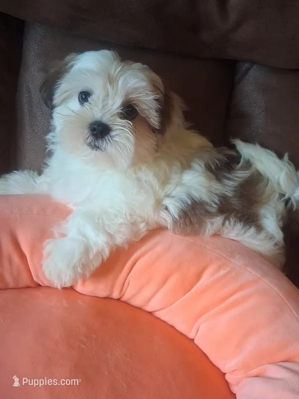Button – Shihpoo, Shih Tzu puppy for sale in Chicago, IL