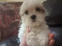 Button, a female Shihpoo and Shih Tzu for sale in Chicago, IL – 2 of 3