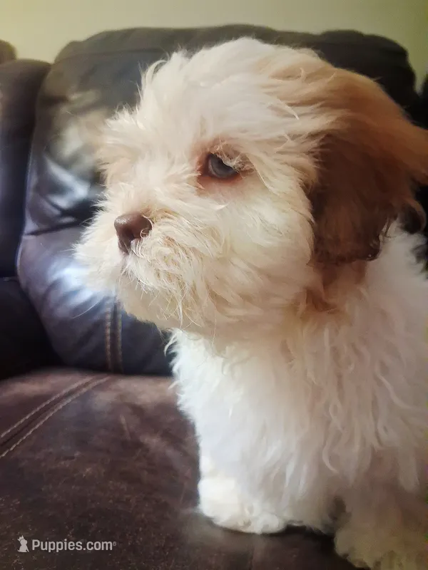 Teddy – Shihpoo, Shih Tzu puppy for sale in Chicago, IL
