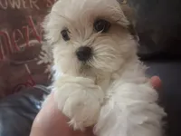 Button, a female Shihpoo and Shih Tzu for sale in Chicago, IL – 3 of 3