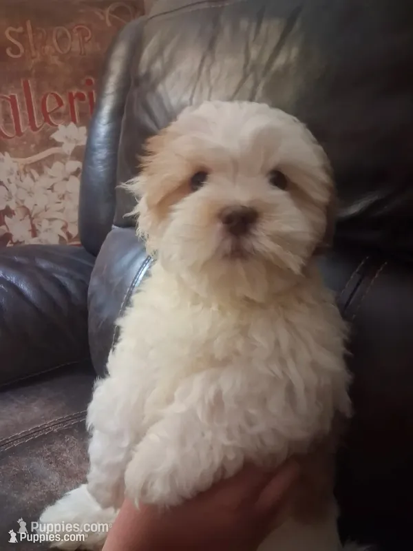 Teddy – Shihpoo, Shih Tzu puppy for sale in Chicago, IL