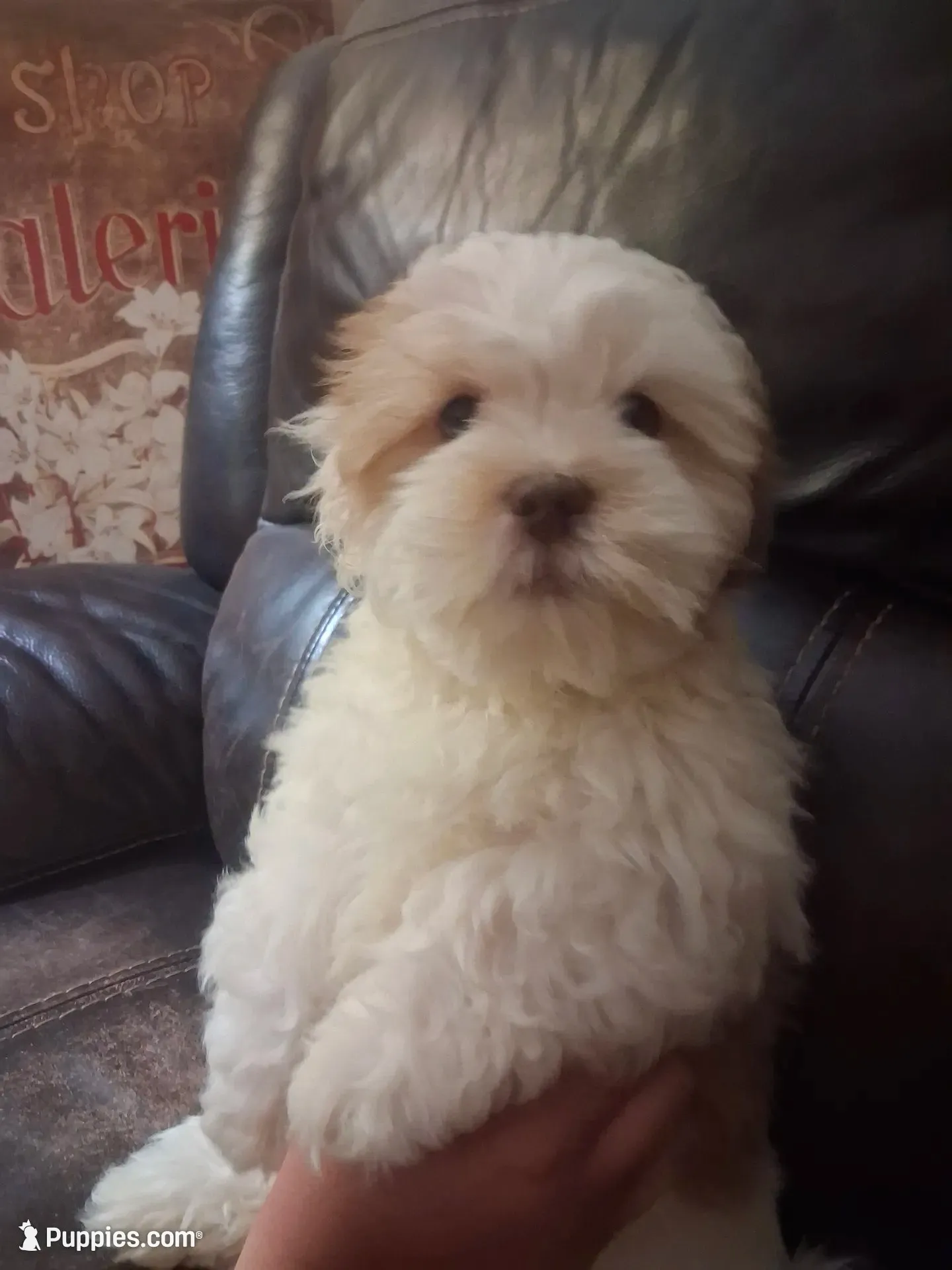 Teddy, a male Shihpoo and Shih Tzu for sale in Chicago, IL – 2 of 4