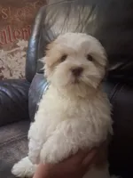 Teddy, a male Shihpoo and Shih Tzu for sale in Chicago, IL – 3 of 4