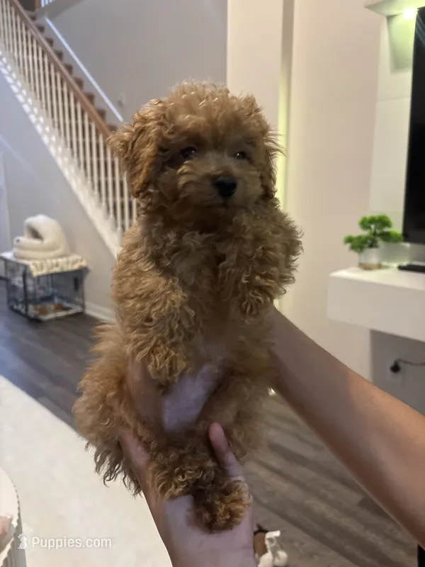 Milo  – Poodle - Toy  puppy for sale in Pinellas Park, FL