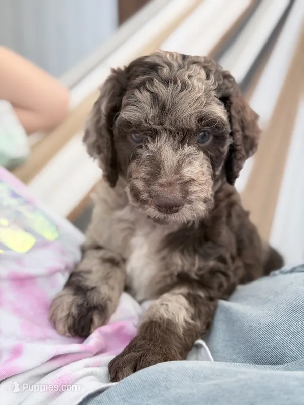 Sergeant – Aussiedoodle, Goldendoodle puppy for sale in Kalispell, MT