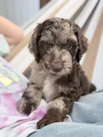 Sergeant, a male Aussiedoodle and Goldendoodle for sale in Kalispell, MT – 1 of 8